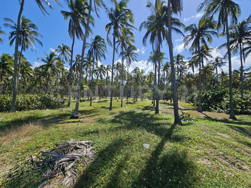 Terreno En Golfo De México, Playa Sol R/a Las Flores, Paraíso Tabasco