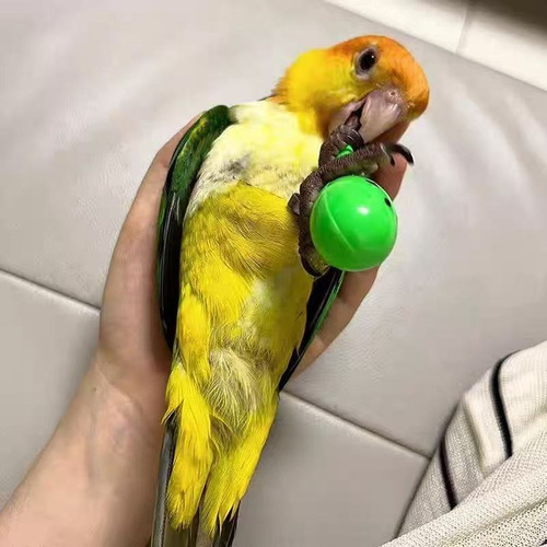 10 Juguetes Para Loros, Aptos Para Pájaros, Minimaracas