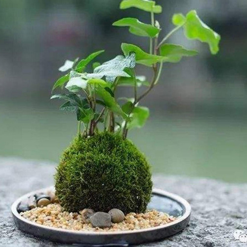 Plantador Moss Ball Green Moss Ball Pot Soporte De Flores Cr