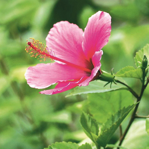 Hibisco, Tulipán Mexicano 1m De Altura. Varios Colores | Meses sin intereses