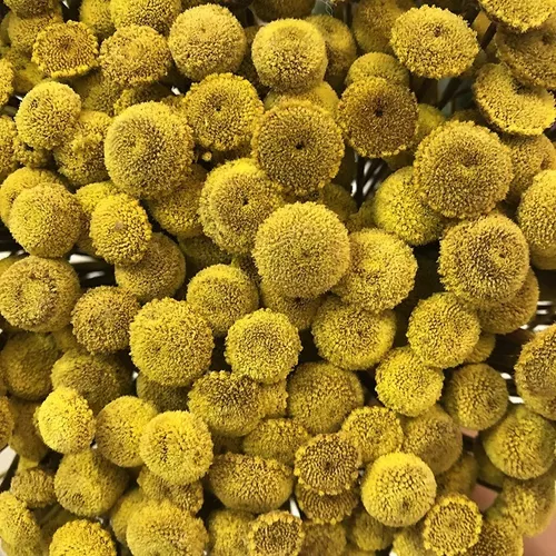 Flores Desidratadas - Sempre Viva Bolinha Amarela