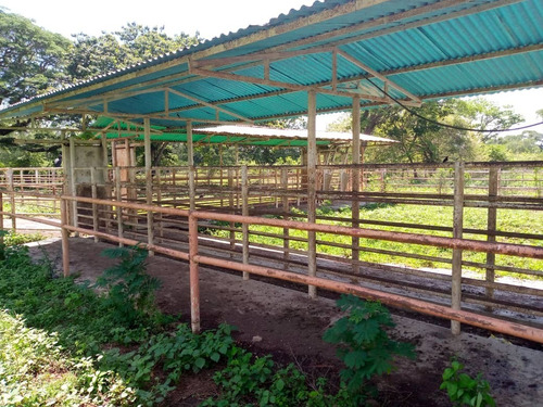 Imagen 7 de 8 de Venta De Extensa Finca En Cojedes - Inmobiliaria Maggi 1161