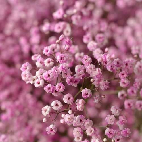 Gypsophila Rosa (ramos De Novias) X 70 Semillas