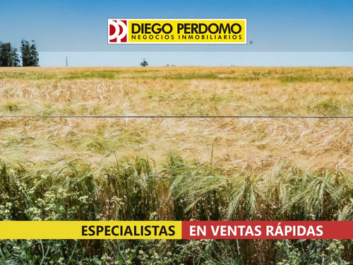 Campo De 160has Agrícolas En Venta, San José