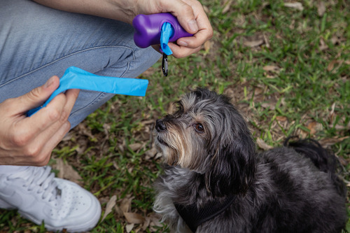 Dispensador Bolsas Desechables Perros Y 4 Repuestos Reynera Color Morado