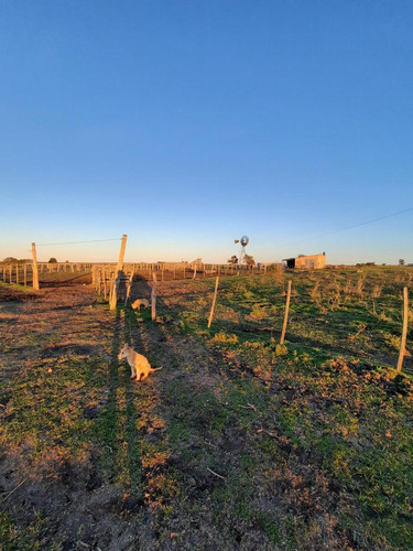 Campo - Costa Del Uruguay