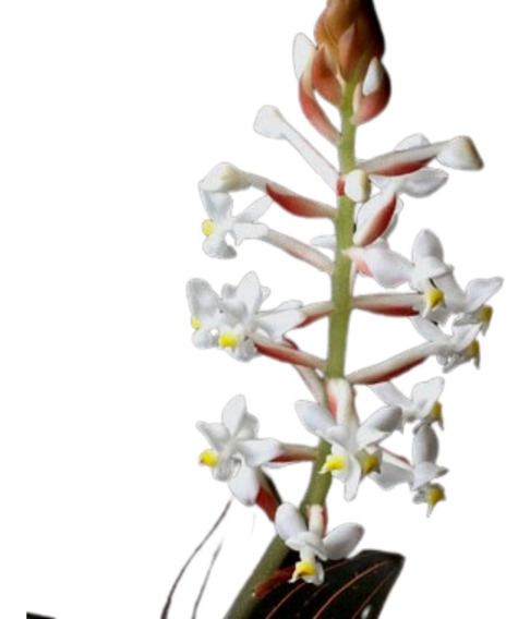 Orquidea Ludisia Discolor | MercadoLivre 📦