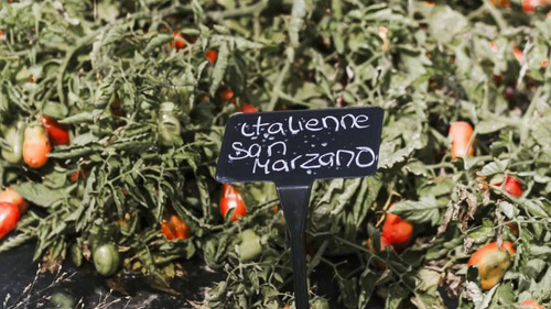 Salsa De Tomate San Marzano 910gr Oferta X3 Unidades