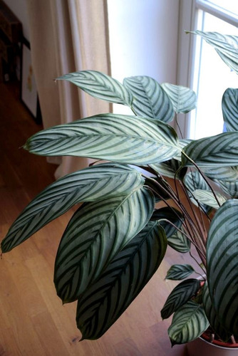 Calathea Compactstar - Planta De Interior