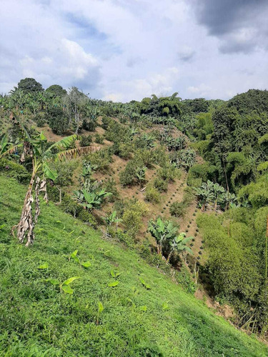 Imagen 17 de 20 de Se Vende Finca Hotel En Quimbaya