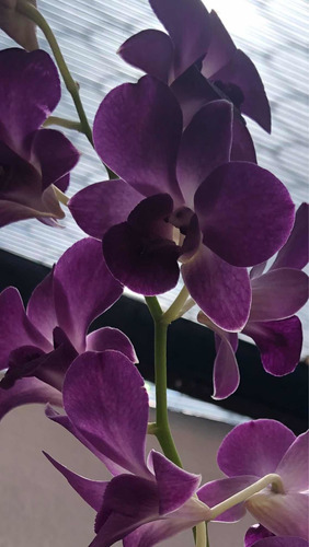 Imagen 4 de 8 de Orquídeas Dendrobium Phalaenopsis