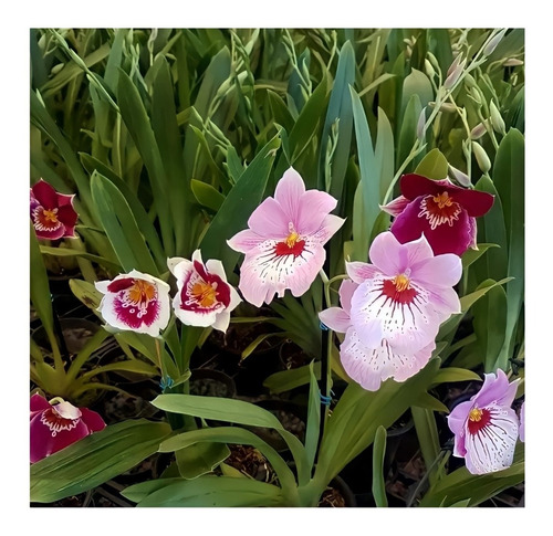 Orquídeas Adultas Raras Miltonia Colômbianas O Amor Perfeito | MercadoLivre