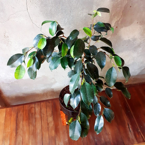 Imagen 8 de 10 de Ficus Benjamina Little Plant 27 Con Soporte, Autorregante