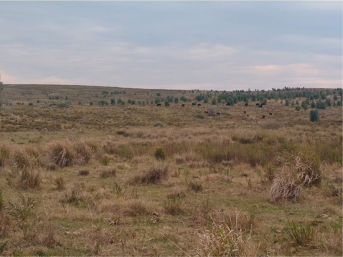 Venta, Campo 54 Ha Forestal Ganadero - Florida