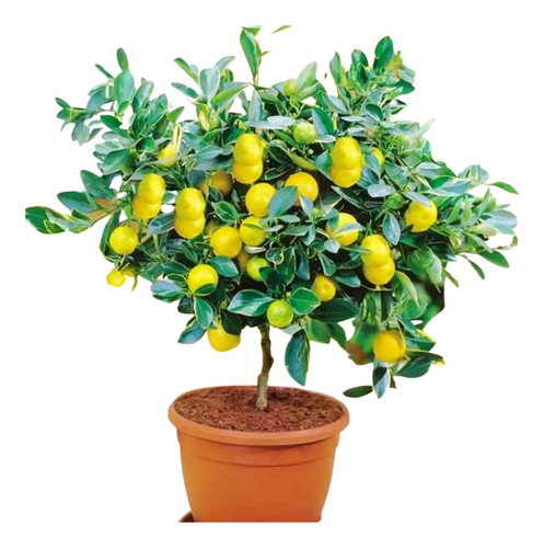 Árboles De Frutas Exóticas Planta