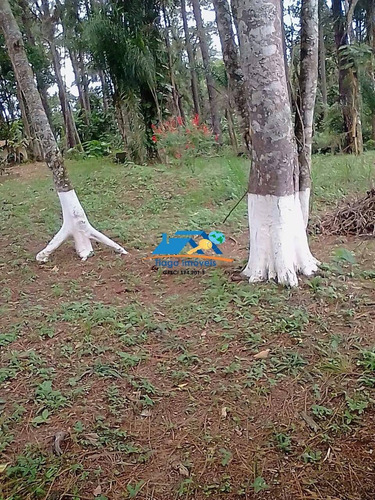 Imagem 12 de 15 de Chácara Em Mairiporã - 1102