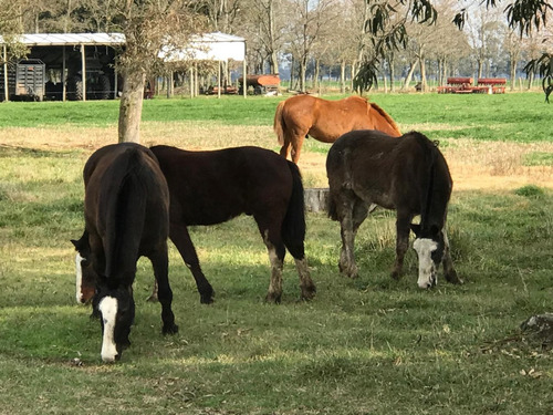 Venta 550 Hectareas Cañuelas Campo Mixto Ideal Ganadero U$s 6500 X Has.