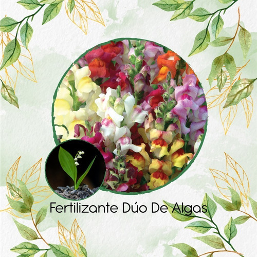 Combo De Abono Orgánico De Algas Para Flor Conejillo