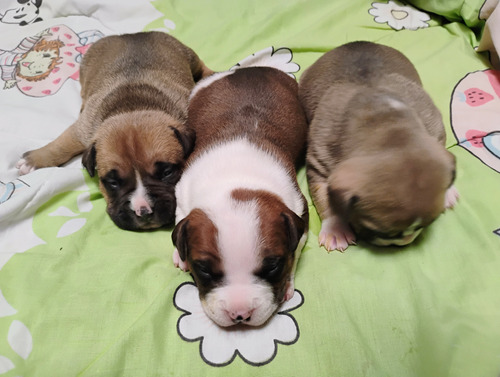 Cachorros American Bully