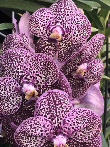 Imagen 7 de 10 de Orquídeas Vanda De Flor Muy Grande Y Cascada, Colores Exótic