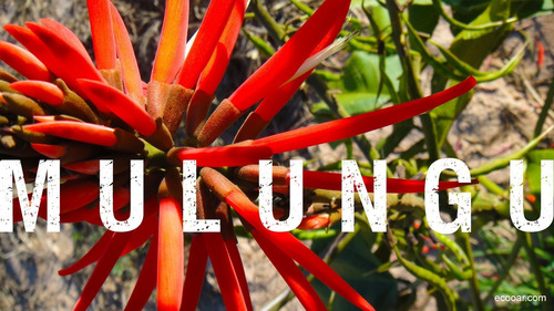 Planta Mulungu Erythrina Verna Exotica Subtropical
