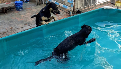 Imagen 2 de 10 de Guardería Y Pensión Canina El Perrito Rojo