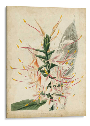 Canvas Lab Cuadro Delicia Tropical Ii 60x80