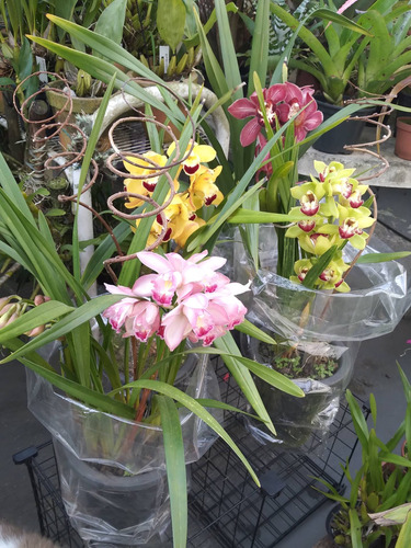 Orquídeas Cymbidiuns Adultas - Varias Cores A Escolher