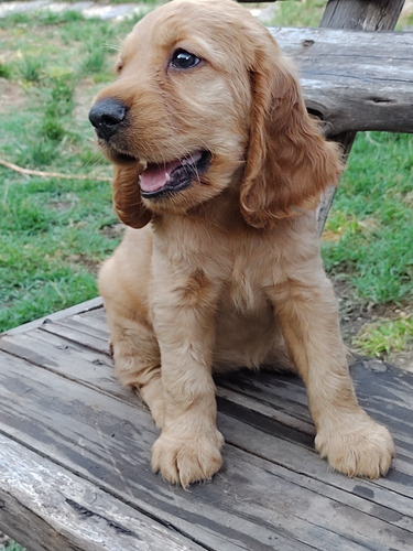 Cocker Spaniel Inglés Con Pedigree Internaciona+ Chip Envíos