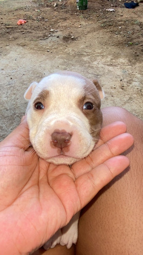 Vendo Fêmeas De Pitbull Puro C/ Pitmonst (mãe E Pai Na Foto)