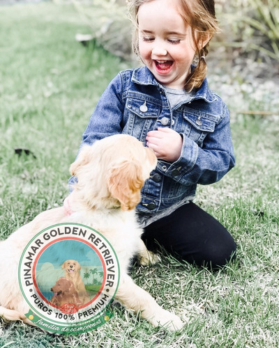 Cachorros De Raza Pura - Somos Pinamar Golden Retriever