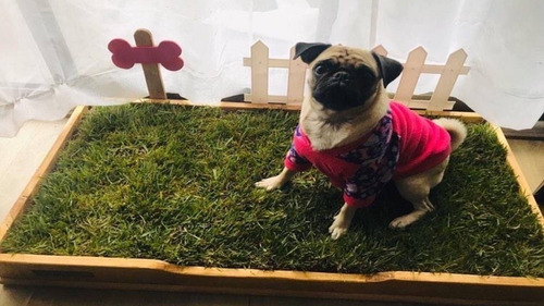 Imagen 6 de 9 de Baño Ecologico Perros Gatos Mascotas De Pasto Natural 90x50