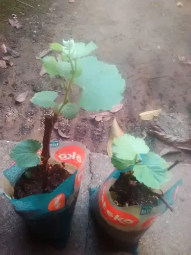 Plantas De Uva Morada Criolla