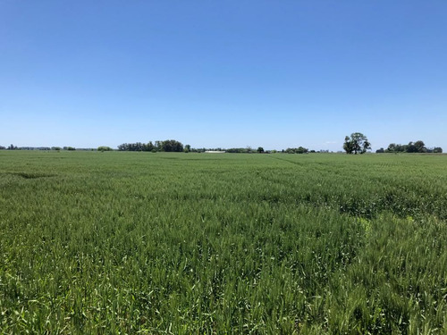 Retasado - Campo En Venta 96 Hectáreas Agricolas/ganaderas