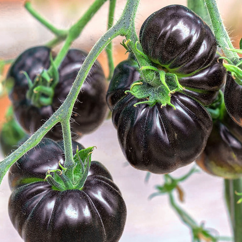 Semillas Tomate Black Beauty