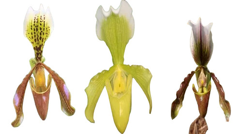 Lote 3 Orquídeas Paphiopedilum Insigne  Sanderae Y Villosum 