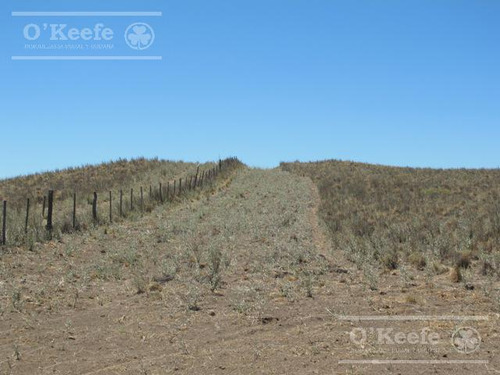 Campo De Cría/recría 74.000 Has. Para 8800 Madres, Armado En Mendoza