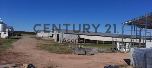 Imagen 10 de 22 de Granja Modelo Productora Huevos Venta Automatizada Baradero, Campo 4hts