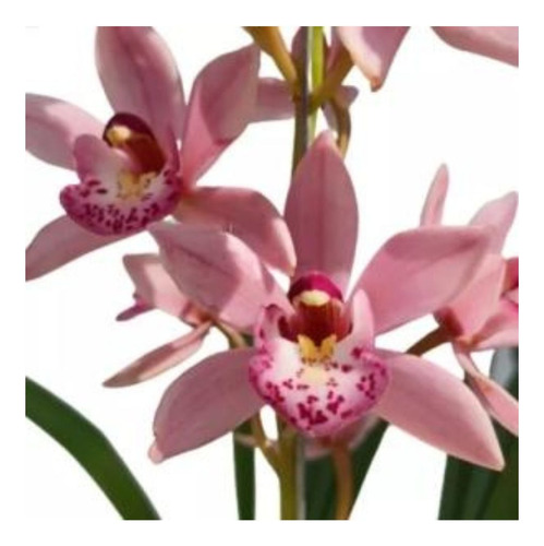 Linda Orquídea Mini Cymbidium Cores Variadas Planta Adulta 
