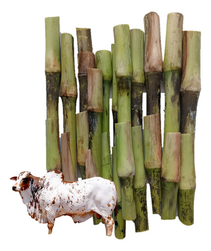 5 Kg Semilla Pasto Cuba 22 (esquejes)