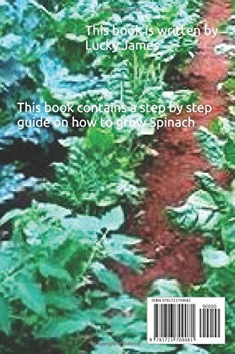 Spinach Farming Step By Step Guide On How To Grow Spinach