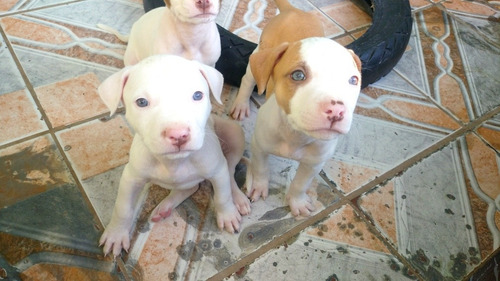 Imagem 1 de 1 de Filhotes De Pitbull