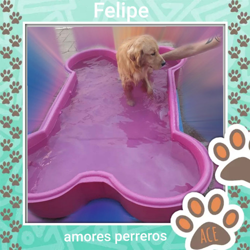 Imagen 3 de 5 de Guarderia Canina