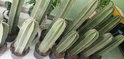 Cactus Órgano Desde 60 Cm (Usado)