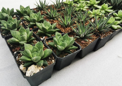 Imagen 9 de 10 de Suculentas Haworthia 32 Pzas 4 Variedades Envio Dhl