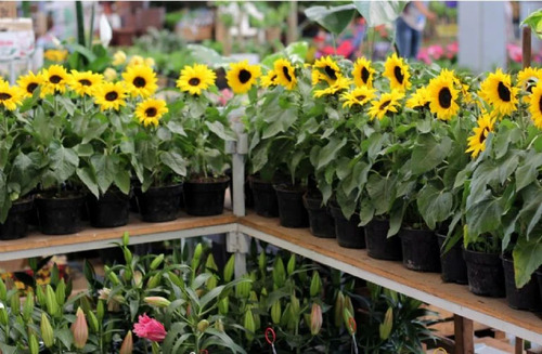 1 Lts Fertilizante Para Girasol Nutriplantas( Concentrado )