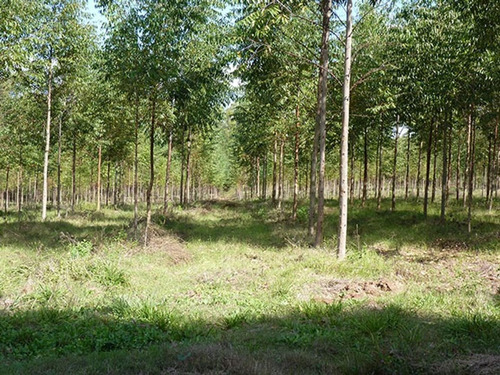 Imagen 2 de 7 de Forestación Eucaliptus En Concordia