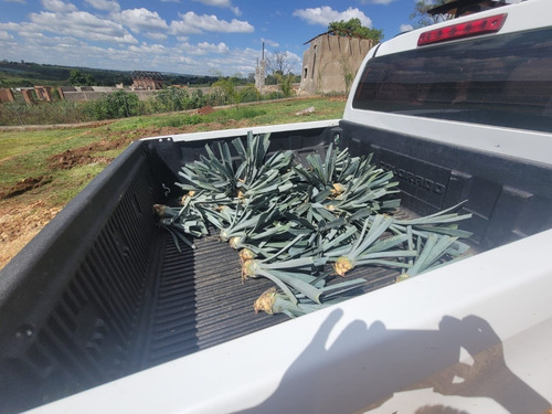 20 Plantas De Agave Azul Mezcal De Jalisco