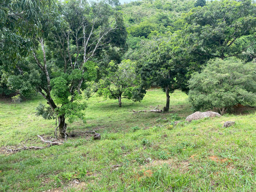 Terreno Com Pomar E Nascente