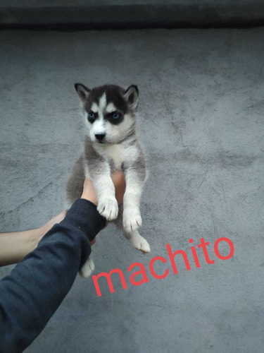 Husky Siberiano Puros